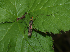Nephrotoma flavipalpis