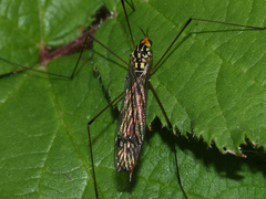 Nephrotoma flavipalpis