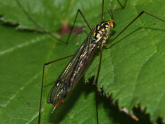 Nephrotoma flavipalpis