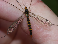 Nephrotoma flavipalpis