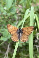 Tharsalea mariposa