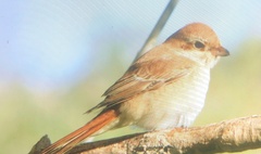 Lanius isabellinus