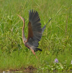 Ardea purpurea