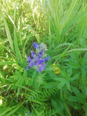 Polemonium caeruleum