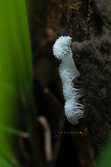Schizophyllaceae