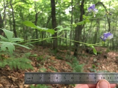 Aconitum noveboracense