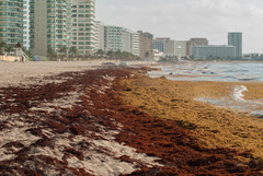 Sargassum natans