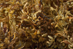 Sargassum natans