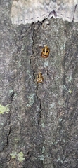 Harmonia axyridis