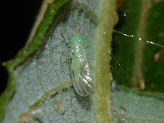 Cacopsylla ambigua