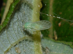 Cacopsylla ambigua