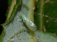 Cacopsylla ambigua