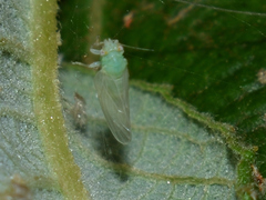 Cacopsylla ambigua