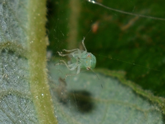 Cacopsylla ambigua
