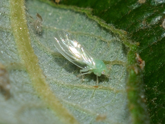 Cacopsylla ambigua