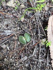 Banksia menziesii