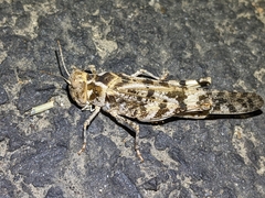 Dissosteira spurcata