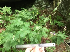 Aconitum noveboracense