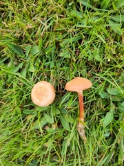 Cystoderma jasonis