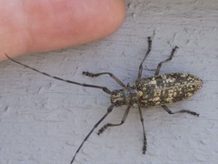 Monochamus