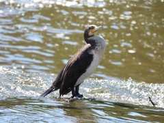 Phalacrocorax carbo
