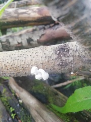 Schizophyllum amplum