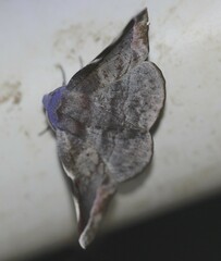 Oenochroma turneri