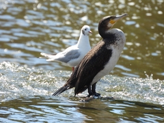 Phalacrocorax carbo