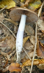 Cortinarius livido-ochraceus