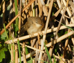 Locustella luscinioides