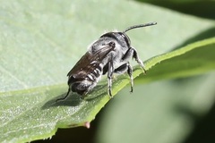 Megachile