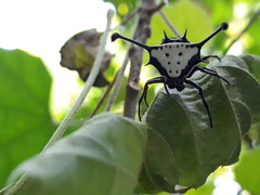 Gasteracantha clavatrix