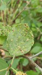 Eriophyes alniincanae