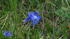 Aquilegia alpina