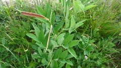 Lathyrus laevigatus occidentalis