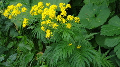 Descurainia tanacetifolia