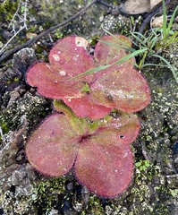 Drosera magna