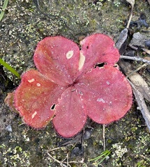 Drosera magna