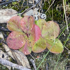 Drosera magna