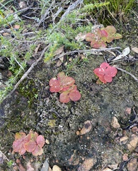 Drosera magna