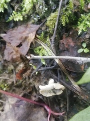 Schizophyllum amplum