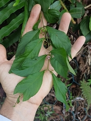 Callicarpa cathayana