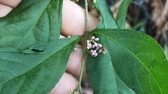 Callicarpa cathayana