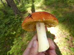 Russula aurea