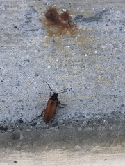 Cebrio gigas
