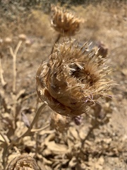 Centaurea regia