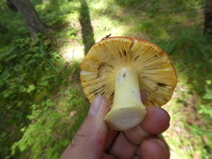 Russula aurea