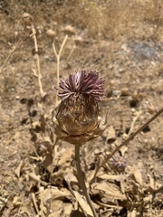 Centaurea regia