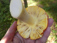 Russula aurea