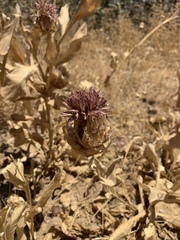 Centaurea regia